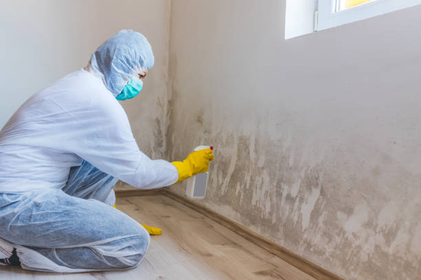 Licensed Mold Testing service in Dover, FL - WQB Mold Removal